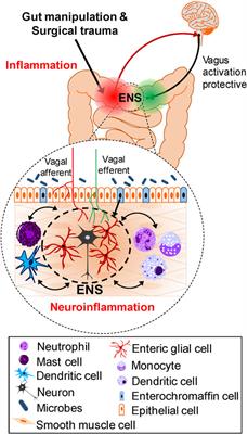 Postoperative Ileus and Postoperative Gastrointestinal Tract Dysfunction: Pathogenic Mechanisms and Novel Treatment Strategies Beyond Colorectal Enhanced Recovery After Surgery Protocols